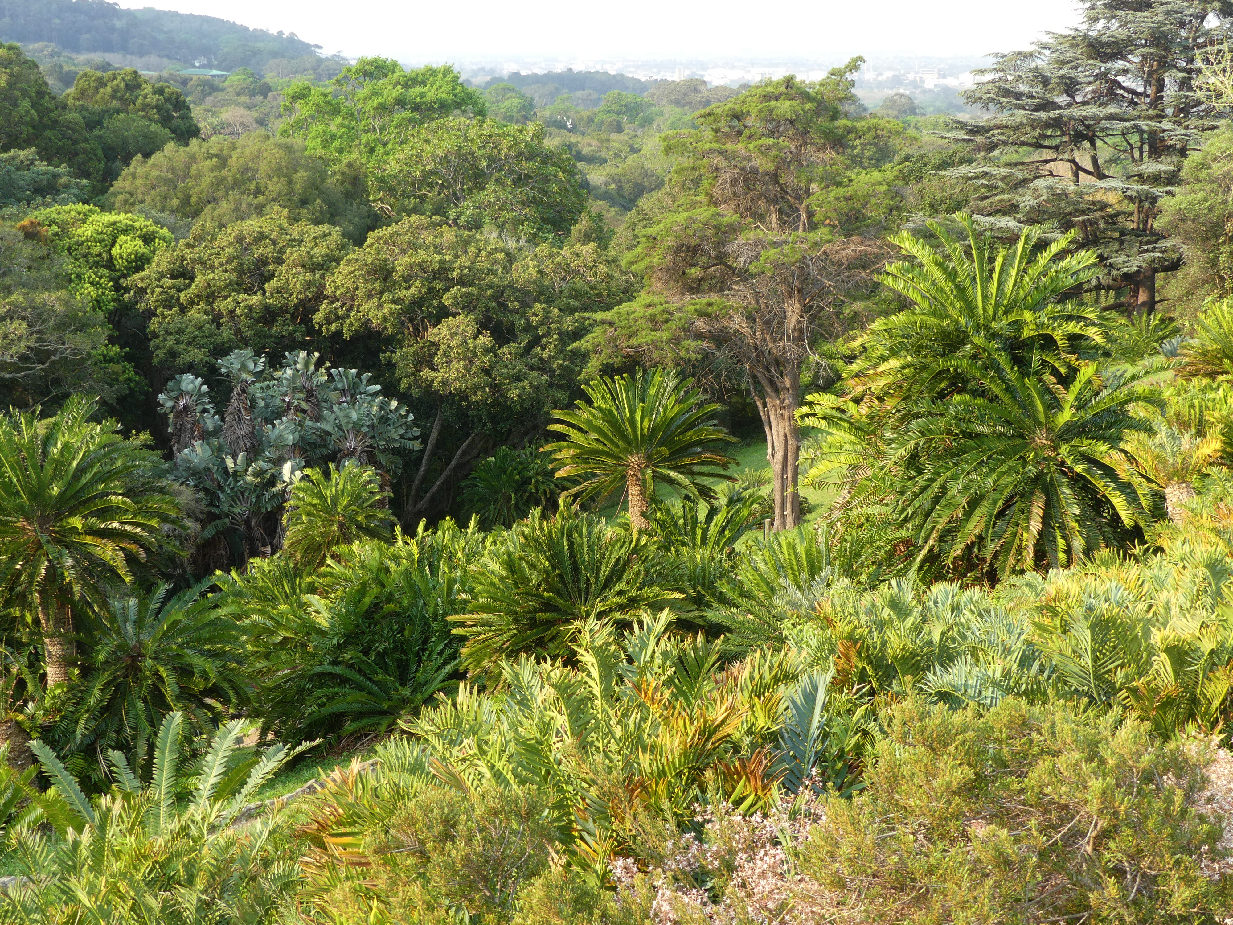 Kirstenbosch Garden